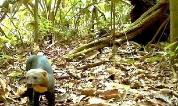 A tayra (Eira barbara), a generalist species, in Ecuador’s Yasuni National Park. Credit: Tropical Ecology Assessment and Monitoring Network