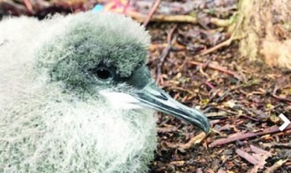 Andre Raine / Kauai Endangered Seabird Recovery Project via The Garden Island