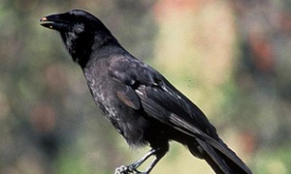  Hawaiian Crow (Corvus hawaiiensis). Credit - US Fish & Wildlife Service
