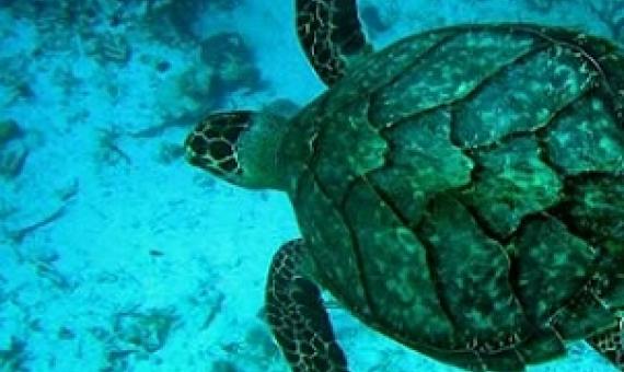 Hawksbill Turtle. Credit - Ecocentric Guy