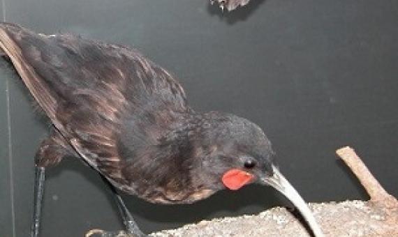 A specimen of a huia, which went extinct in New Zealand, housed in the Auckland Museum. Credit: Professor Tim Blackburn. Photo taken at Auckland Museum.