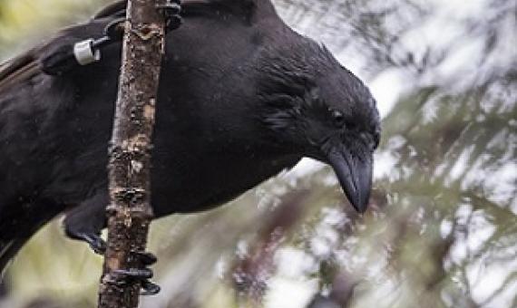 Hawaiian Crow - Alala. Credit - San Diego Zoo Global