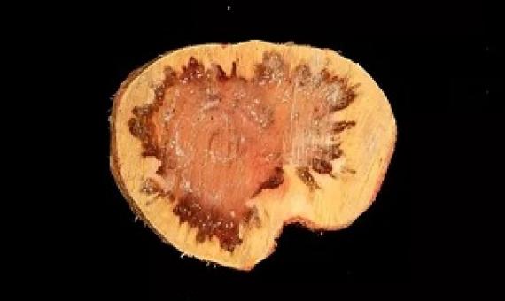 A cross-section of a declining ironwood tree in Guam shows drops of whitish ooze caused by the bacterial wilt pathogen and a ring of dark stained tissue caused by wetwood bacteria.  Photo courtesy of UOG