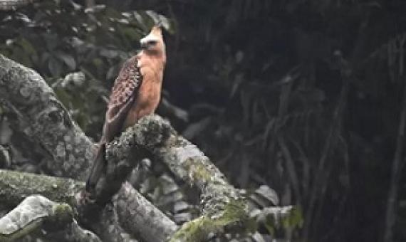 A Javanese eagle, in the Cibodas Biosphere Reserve, Indonesia, an area of work of the ITTO/CBD Collaborative Initiative for Tropical Forest Biodiversity. Credit - Hardi, Project PD 777/15 Rev.3 (F)