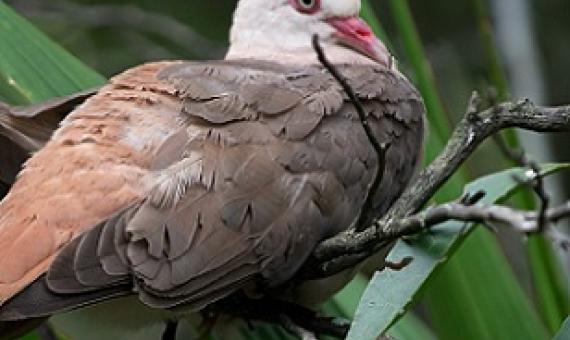 A pink pigeon (Nesoenas mayeri) photographed in its native Mauritius. Image by Sergey Yeliseev / Flickr (CC BY-NC-ND 2.0).