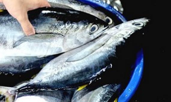 Yellowfin tuna stocks take additional hits after the fish is inadvertently caught by fishing boats targeting bigeye tuna, which are used in sashimi. Credit: AFP