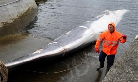 The first fin whale of the 2013 whaling season is brought in to Hvalfjord, Iceland, just outside of Reykjavik. The country's two whaling companies will not hunt this year, and possibly ever again. PHOTOGRAPH BY SIGTRYGGUR JOHANNSSON, REUTERS