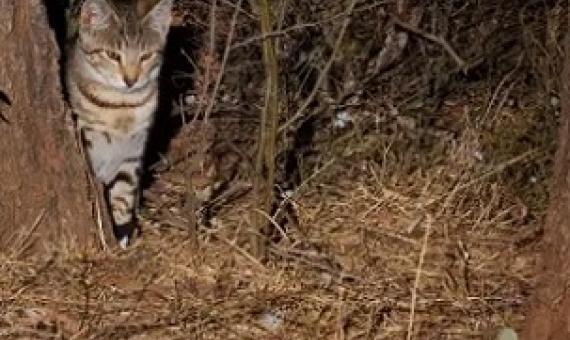 Feral cats were the costliest of the individual species studied but the most damaging class of pest was plants, the study found. Photograph: Minden Pictures/Alamy
