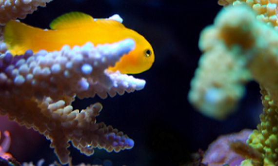 a juvenile reef fish taking refuge in staghorn coral. credit - marcelokato / Pixabay