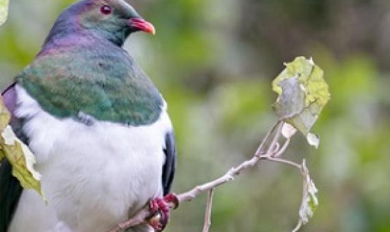 Kererū are among native birds found at sites under consideration as Key Native Ecosystems in Taranaki. Photo: CC 4.0 International license / Judi Lapsley Miller