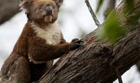 Severe declines in Australia’s koala populations were exacerbated by last summer’s bushfires, environmental groups say. Photograph: Lisa Maree Williams/Getty Images