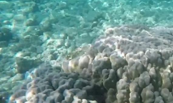 COVID-19 crisis allows Kahalu'u Bay marine life to rest