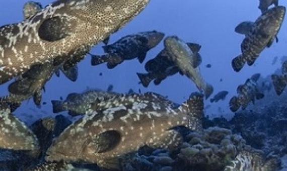 Spawning Kawaka (grouper) in Fiji. Photo: Paul McKenzie - 4FJ