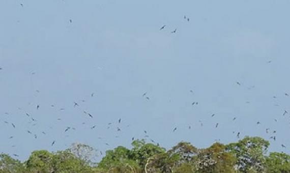Invasive Species Threaten Globally Important Seabirds in Kiribati. Credit - Ray Pierce