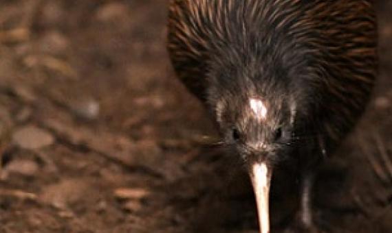 Kiwi bird. Credit - 123RF