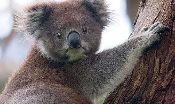 koala bear climbing. creative commons