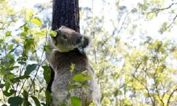 The NSW forestry agency is accused of illegally logging trees in protected areas, including koala habitat. Photograph: Lisa Maree Williams/Getty Images