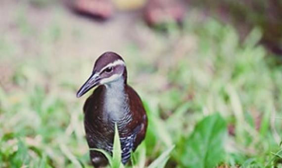 A ko'ko', or Guam rail, is released into the wild in 2010. Credit - Ginger Haddock/Fernbird Photography