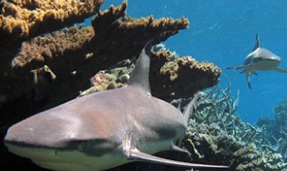 Blacktip reef sharks, Kingman Reef. Credit- Kydd Pollock, The Nature Conservancy