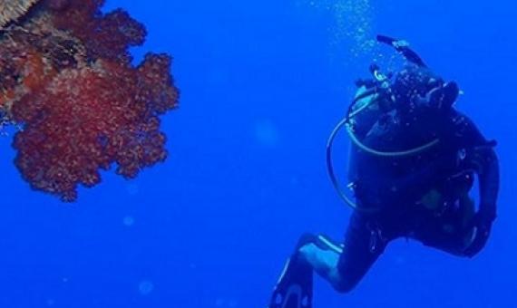 diver during the Southern Lau biodiversity assessment. source - https://fijisun.com.fj/