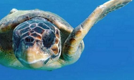 a sea turtle. Credit - Shutterstock