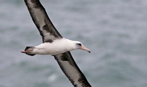 A Lysan Albatross. Credit - www.ebird.org