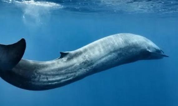 Whales, as well as dolphins and turtles, are especially at risk from eating plastic bags and flexible packaging. Photograph: Nature Picture Library/Alamy Stock Photo