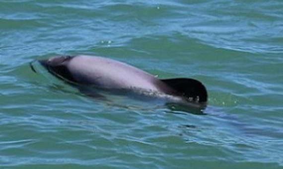 Māui dolphin. Photo: DOC