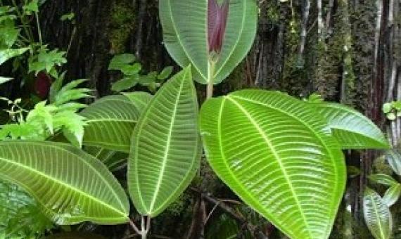 Miconia calvescens, one the world worst invasive species. source - Wikipedia