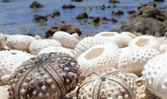 The shells of dead sea urchins washed up on the shore near Avarua. The rapid decline in sea urchins can cause an algal bloom in the future, says Rarotonga-based marine biologist Teina Rongo. PHOTO: Annabelle Phillips