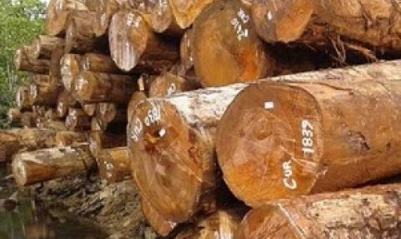 MUP Gov’t penalizes two logging firms. Credit - www.solomonstarnews.com