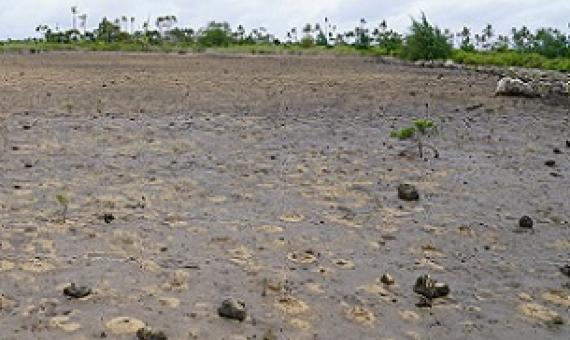 A bare mangrove swamp to be restored in Popua. 27 January 2021. Credit - https://matangitonga.to/