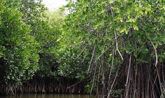A mangrove forest in Tamilnadu, India. A new study reports that tropical storms can raise nutrient levels in coastal waters, thus improving mangrove health. Credit: Shankaran Murugan, https://commons.wikimedia.org/wiki/File:Mangrove_Forest_in_Pichavaram,_Tamilnadu,_India_-_panoramio_(1).jpg), CC BY 3.0 (https://creativecommons.org/licenses/by/3.0/deed.en)