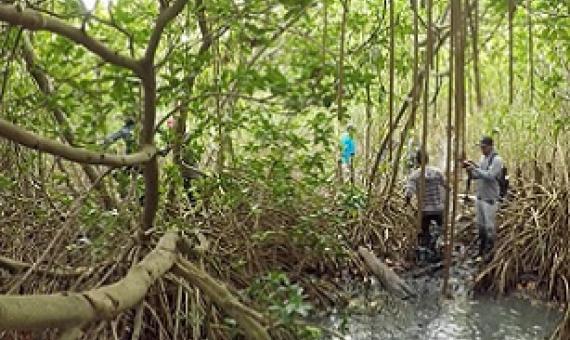 Mangroves with dense roots trap mud more effectively. Credit: Barend van Maanen