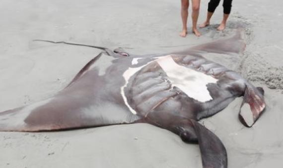 A Manta Ray that washed up on Rawara Beach in the Far North. Photo: Supplied