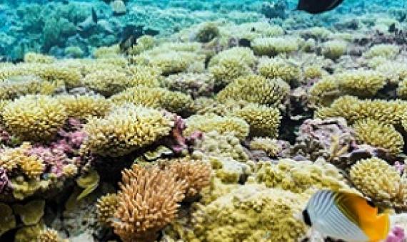 The coral reef that surrounds Palmyra Atoll is home to an incredible volume and diversity of fish (over 400 species) and other marine life. Image credit: Andrew Wright/USFWS