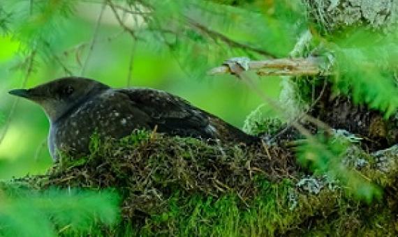 Small brown-speckled seabirds, marbled murrelets have the unusual habit of nesting in the tops of old-growth trees. Photo by Brett Lovelace/Oregon State University
