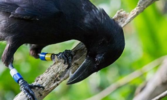 The Mariana crow, or åga in Chamorro, has declined over 80% since the 1980s. Now only found on Rota, the community is working to bring back its population, through the Mariana Crow Recovery Project. Credit - (HENRY FANDEL OF THE MARIANA CROW RECOVERY PROJECT)