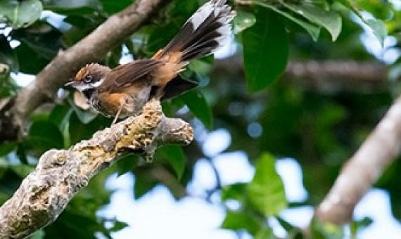 A rufous fantail (chichirika in CHamorro) darts through the limestone forest understory during a birding field trip at the 3rd Marianas Terrestrial Conservation Conference & Workshop. (MICHAEL LANZONE)