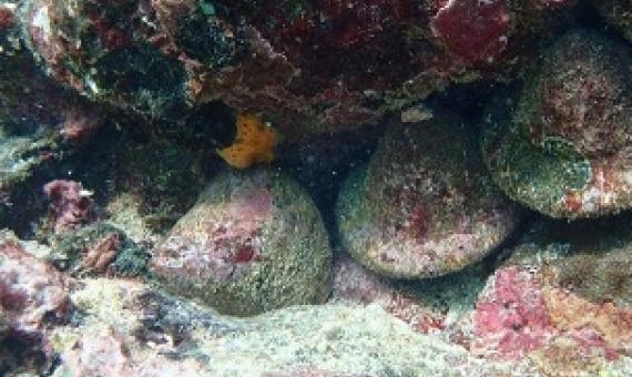 trio of trochus sea snail under a ledge in a Samoan coral reef. Credit - Steven Purcell