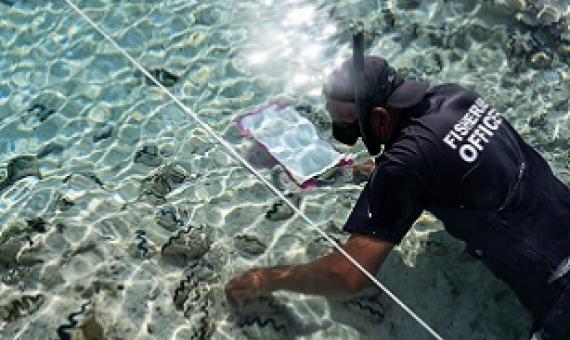 A fisheries officer counts giant clams (paua) during two-and-a-half-week expedition to Manuae and Aitutaki. MMR/21041908