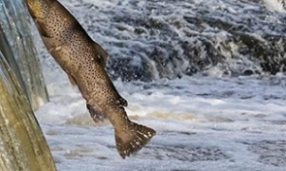 Migratory freshwater fish in peril as report shows population plunge. Source - Mongabay.com