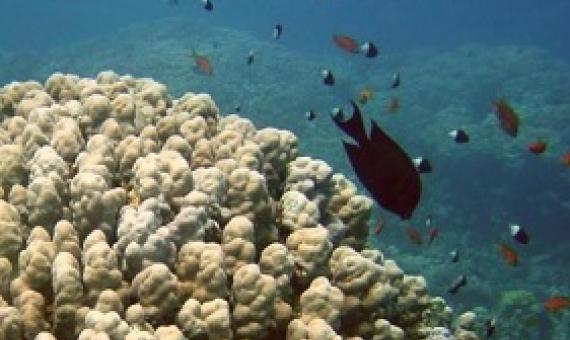 Coral reefs. Credit - NASA