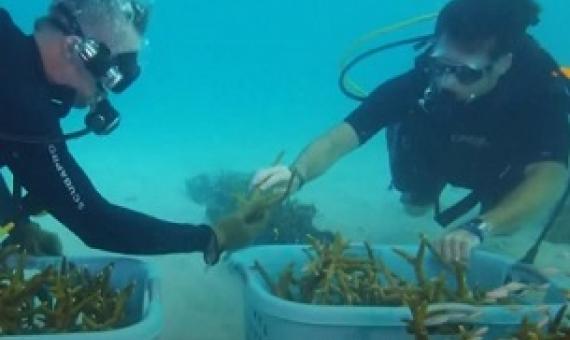 Hundreds of coral reefs planted as part of Super Bowl restoration effort. Credit - https://www.wtsp.com/