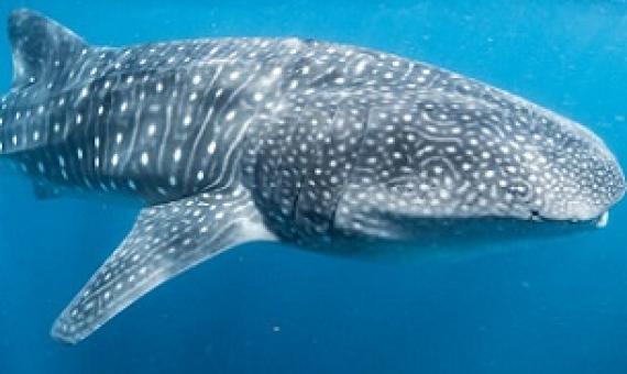 Whale shark (Ningaloo Reef) © Shutterstock.com/Lewis Burnett