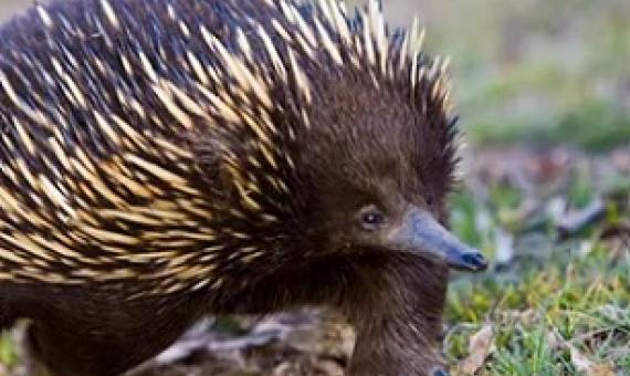 Ground-dwelling animals including echidnas have drowned in their burrows amid the NSW floods. Photograph: Lisa Mckelvie/Getty Images