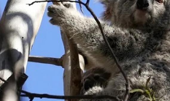 NSW environment minister says protections will be boosted for 92 species, including 15 of the most important strongholds for the koala. Photograph: Loren Elliott/Reuters