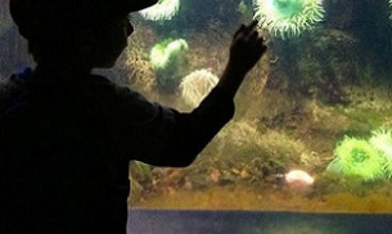 Children discover ocean life at the Smithsonian National Zoo's invertebrates exhibit in Washington, DC. Credit - NOS/NOAA.
