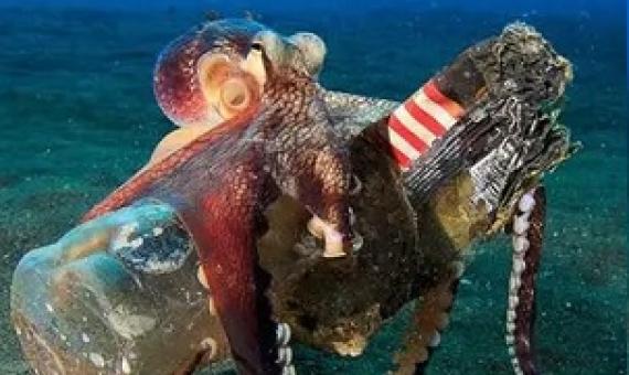 Octopuses were seen carrying plastic items around while ‘stilt-walking’. Photograph: Serge Abourjeily