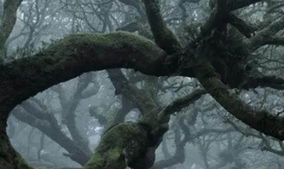 Wistman’s Wood, Dartmoor National Park, where many oaks are more than 500 years old. Photograph: ASC Photography/Alamy